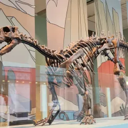 Manchester Museum - Manchester