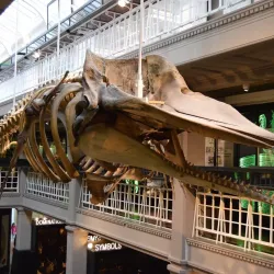 Manchester Museum - Manchester