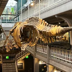 Manchester Museum - Manchester