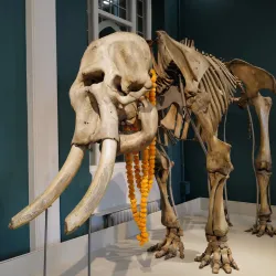 Manchester Museum - Manchester