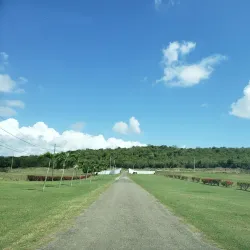 Halse Hall Great House - May Pen