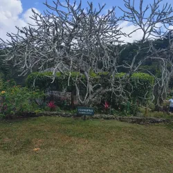 Windsor Great House - May Pen