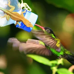 Rocklands Bird Sanctuary - Montego Bay