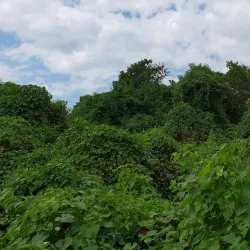Booby Cay Island - Negril