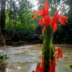 Mayfield Falls - Negril