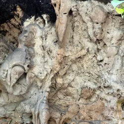 Fern Gully - Ocho Rios