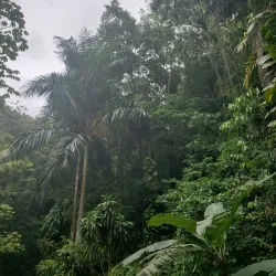 Fern Gully - Ocho Rios