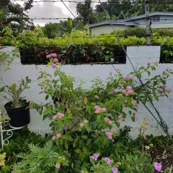 Harmony Hall Art Gallery - Ocho Rios