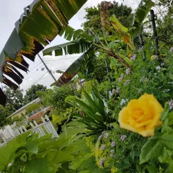 Harmony Hall Art Gallery - Ocho Rios