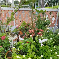 Harmony Hall Art Gallery - Ocho Rios