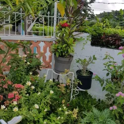 Harmony Hall Art Gallery - Ocho Rios