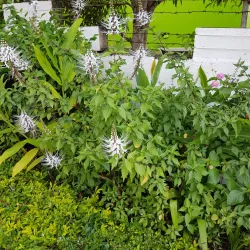 Harmony Hall Art Gallery - Ocho Rios