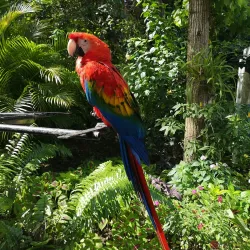 Konoko Falls and Park - Ocho Rios