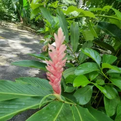 Konoko Falls and Park - Ocho Rios