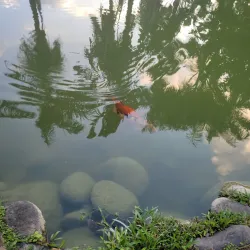 Turtle River Falls and Gardens - Ocho Rios