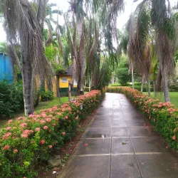 Turtle River Falls and Gardens - Ocho Rios