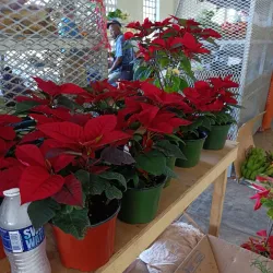 Port Maria Market - Port Maria