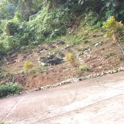 Fern Gully - Saint Ann's Bay