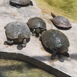 Black River Safari - Santa Cruz