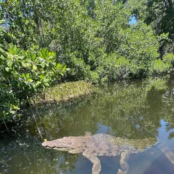 Black River Safari - Santa Cruz
