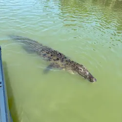 Black River Safari - Santa Cruz