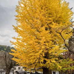 Kakunodate Samurai District - Akita