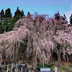 Kakunodate Samurai District - Akita