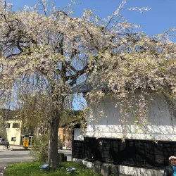 Kakunodate Samurai District - Akita