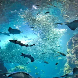 Enoshima Aquarium - Fujisawa