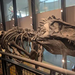 Fukui Prefectural Dinosaur Museum - Fukui