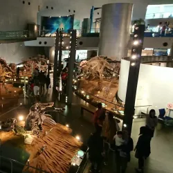 Fukui Prefectural Dinosaur Museum - Fukui