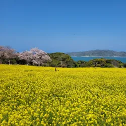 Nokonoshima Island Park - Fukuoka