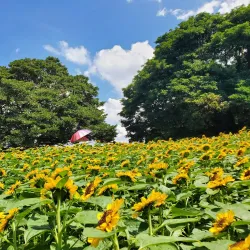 Nokonoshima Island Park - Fukuoka