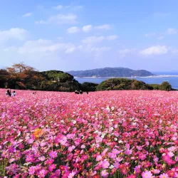 Nokonoshima Island Park - Fukuoka