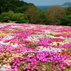 Nokonoshima Island Park - Fukuoka