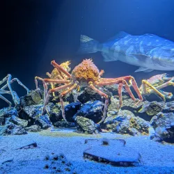 Aquamarine Fukushima - Fukushima
