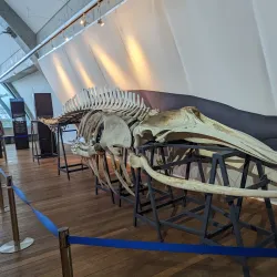 Aquamarine Fukushima - Fukushima