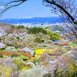 Hanamiyama Park - Fukushima