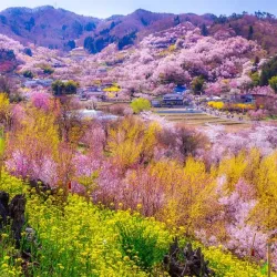 Hanamiyama Park - Fukushima