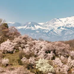 Hanamiyama Park - Fukushima