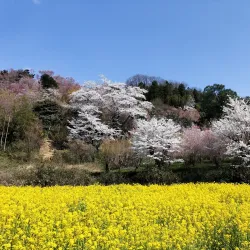 Hanamiyama Park - Fukushima