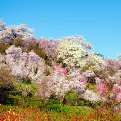 Hanamiyama Park - Fukushima