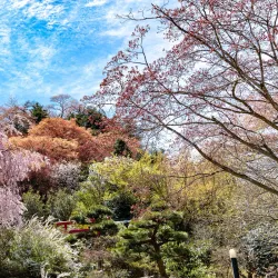 Hanamiyama Park - Fukushima