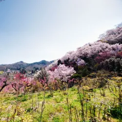 Hanamiyama Park - Fukushima