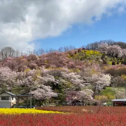 Hanamiyama Park - Fukushima