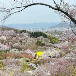 Hanamiyama Park - Fukushima