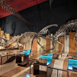 Iwaki Coal and Fossil Museum - Fukushima