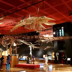 Iwaki Coal and Fossil Museum - Fukushima