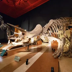 Iwaki Coal and Fossil Museum - Fukushima