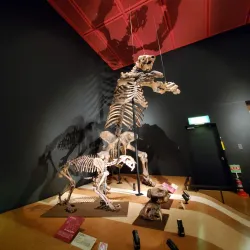 Iwaki Coal and Fossil Museum - Fukushima